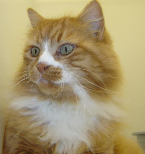 Cat photograph