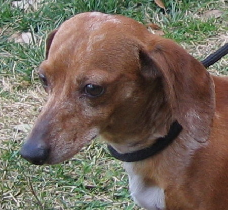 Dog photograph