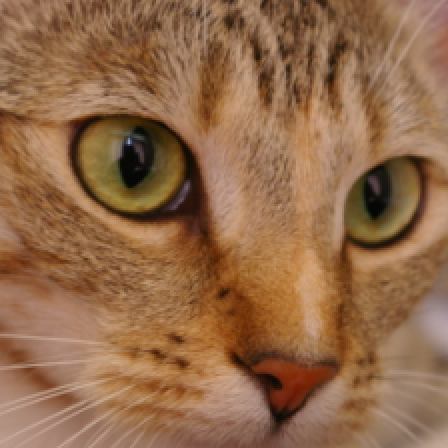 Input photo of a cat