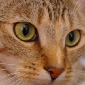 Close-up photo of a tabby cat